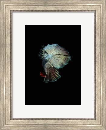 Framed Turquoise and Red Betta Print