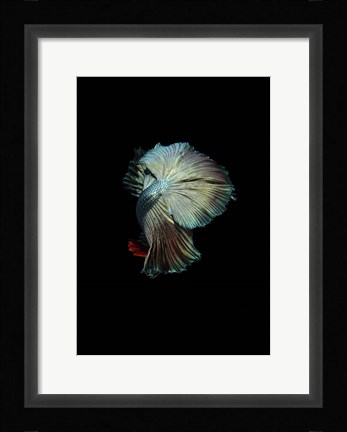 Framed Turquoise and Red Betta Print