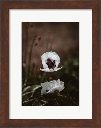 Framed White Poppies Print