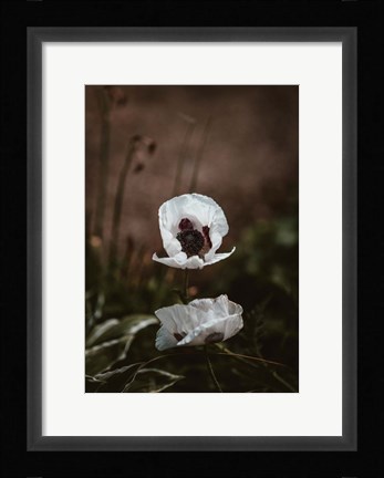 Framed White Poppies Print