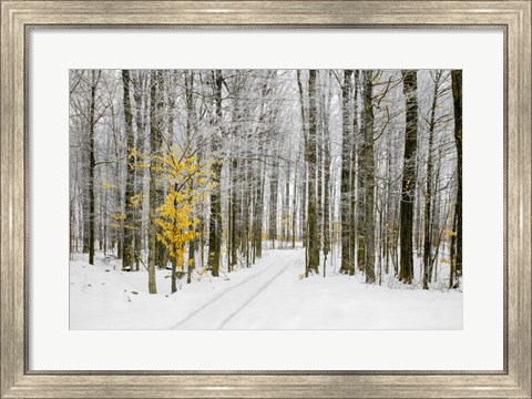 Framed Mustard Tree Print