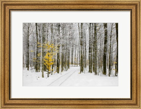 Framed Mustard Tree Print