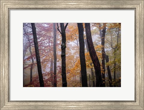 Framed October Trees Print