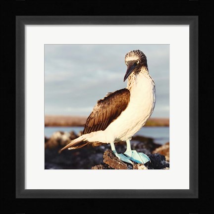 Framed Blue Footed Booby Print