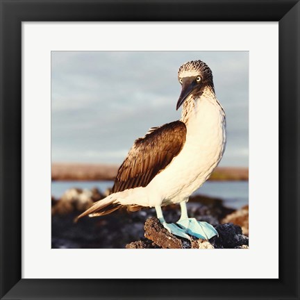 Framed Blue Footed Booby Print
