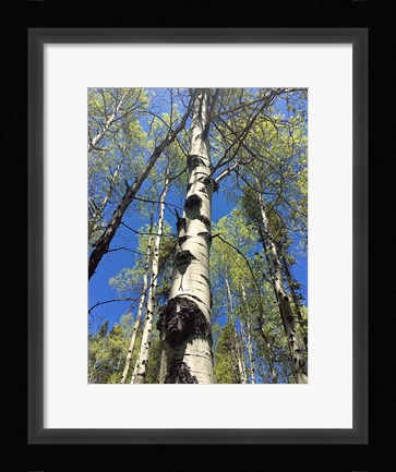 Framed Aspens Reaching for the Sky Print