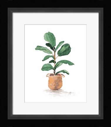 Framed Potted Fiddle Fig Tree II Print