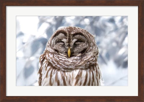 Framed Winter Feathers Print