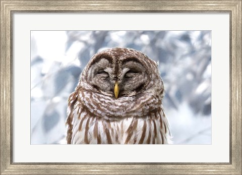 Framed Winter Feathers Print