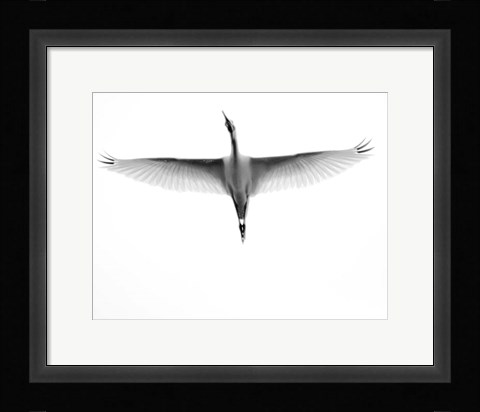 Framed In Flight Print