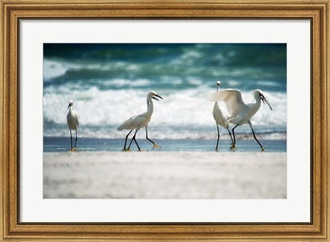 Framed Egret Walk Print