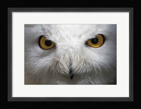 Framed Snowy Owl Stare Print