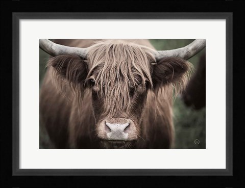 Framed Cow Nose Light Print