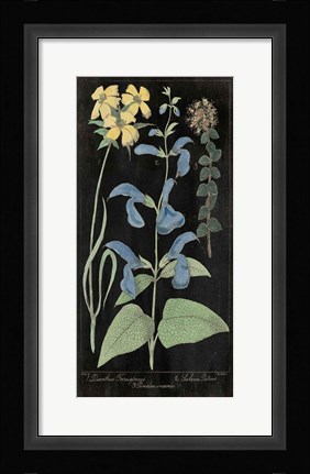 Framed Salvia Florals II on Black Print