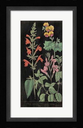 Framed Salvia Florals I on Black Print