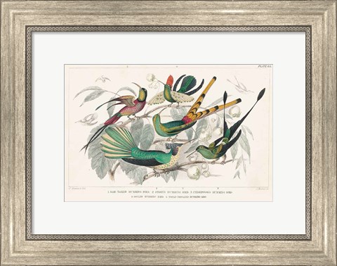 Framed Hummingbirds Chart Print