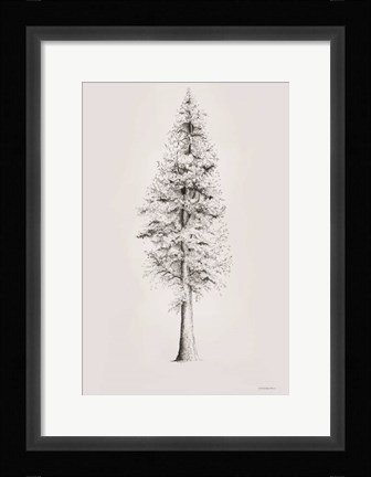 Framed When a Redwood Isn't Red Print