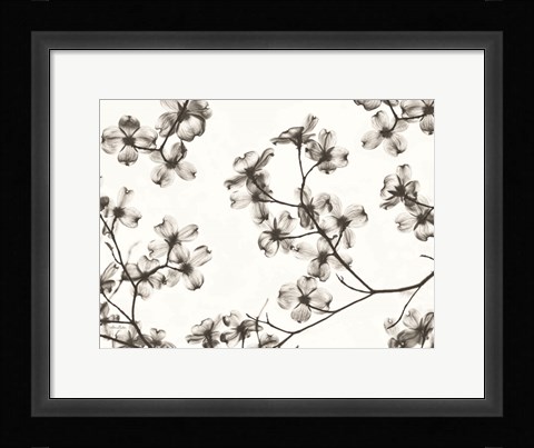 Framed Dogwood Blossom Silhouette Print