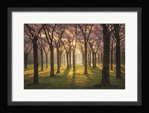 Framed Cherry Trees in Morning Light I Print