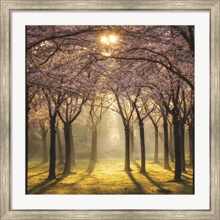 Framed Cherry Trees in Morning Light II Print