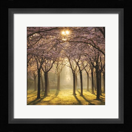 Framed Cherry Trees in Morning Light II Print