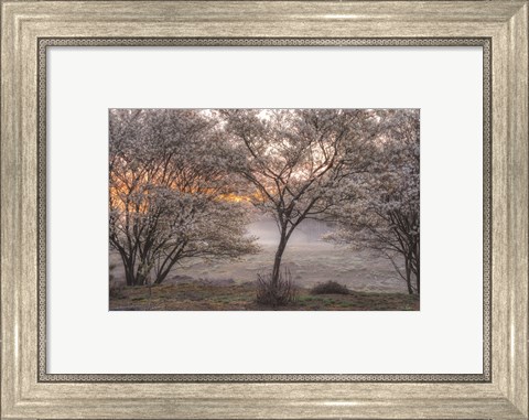 Framed Spring Bushes Print