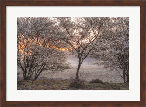 Framed Spring Bushes Print