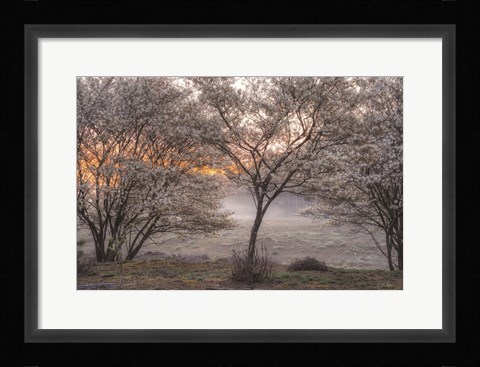 Framed Spring Bushes Print