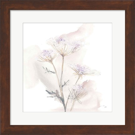 Framed Queen Annes Lace VI Print