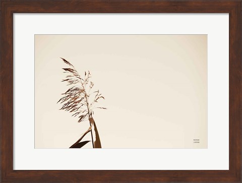 Framed Summer Reeds IV Print