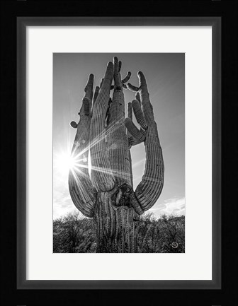 Framed Sunset Saguaro Print