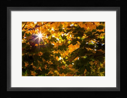 Framed Autumn Sun Print