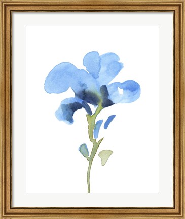 Framed Striking Blue Iris I Print