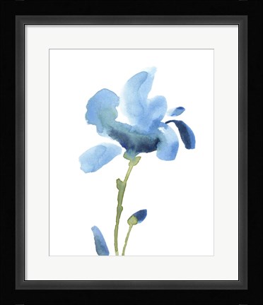 Framed Striking Blue Iris IV Print