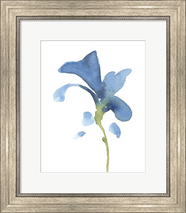 Framed Striking Blue Iris V Print