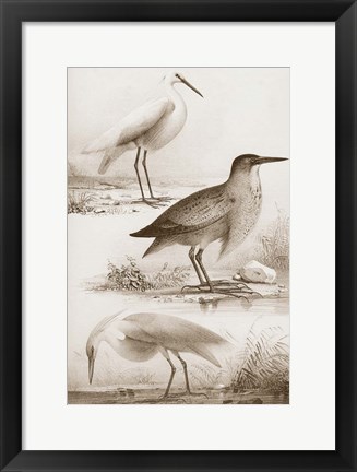 Framed Sepia Water Birds IV Print