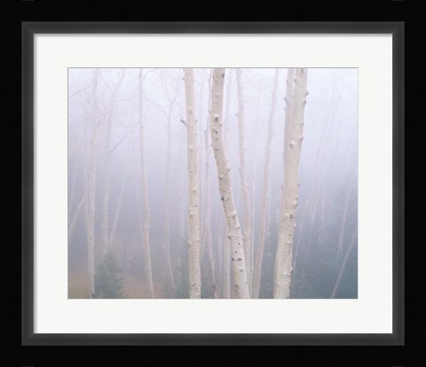 Framed Aspens In The Fog Print