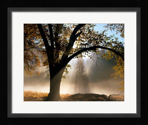 Framed Sunrays Through the Fog Print