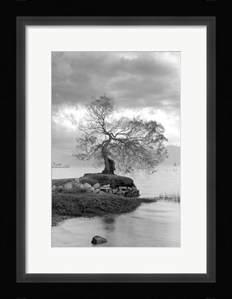 Framed Coastal Oak Series No. 1 Print