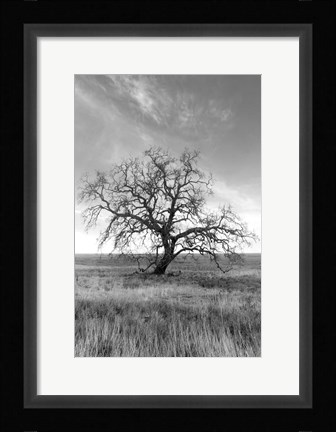 Framed Coastal Oak Series No. 12 Print
