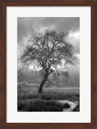 Framed Coastal Oak Series No. 13 Print