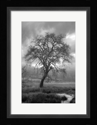 Framed Coastal Oak Series No. 13 Print