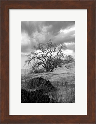 Framed Coastal Oak Series No. 16 Print