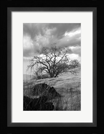 Framed Coastal Oak Series No. 16 Print