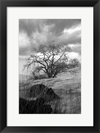 Framed Coastal Oak Series No. 16 Print