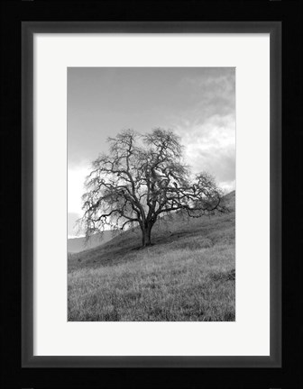 Framed Coastal Oak Series No. 17 Print