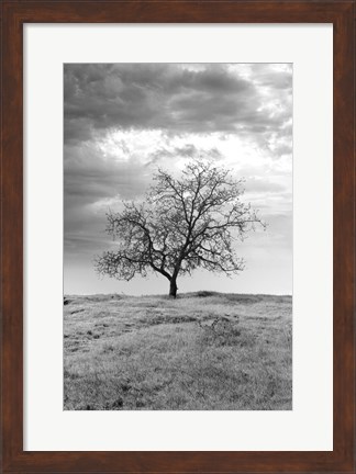 Framed Coastal Oak Series No. 23 Print