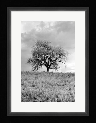 Framed Coastal Oak Series No. 26 Print