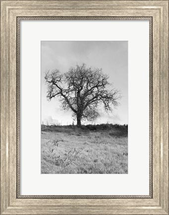 Framed Coastal Oak Series No. 30 Print