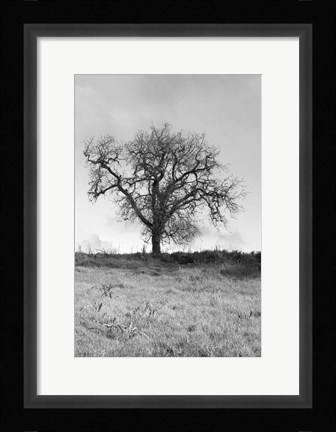 Framed Coastal Oak Series No. 30 Print